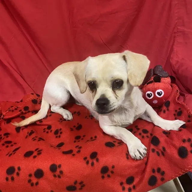 Adoptable Dog