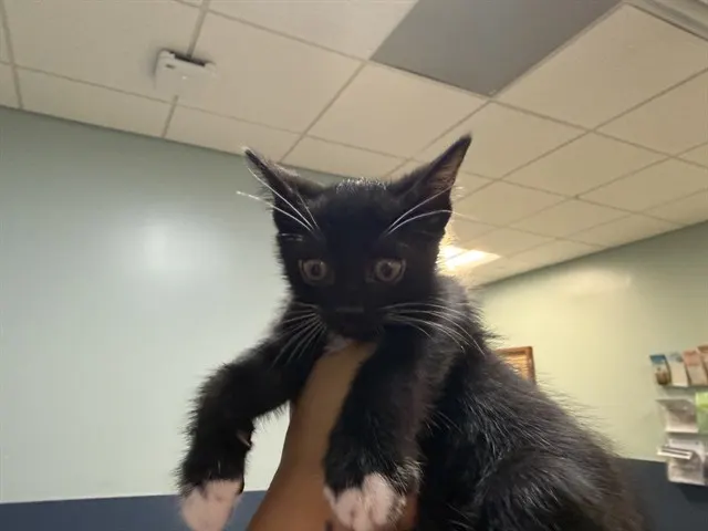 Kiwi