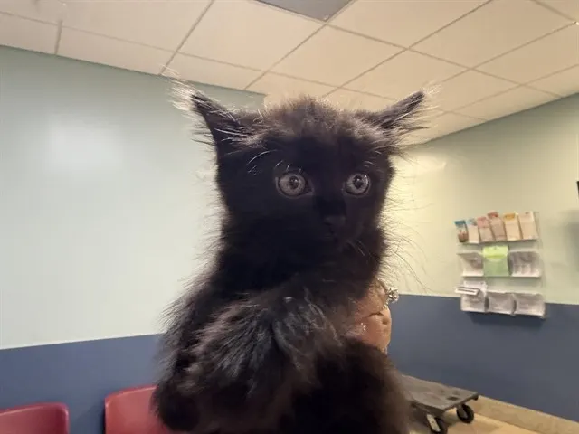 Kit Kat