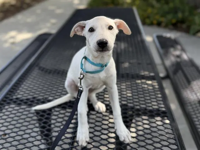 Mia