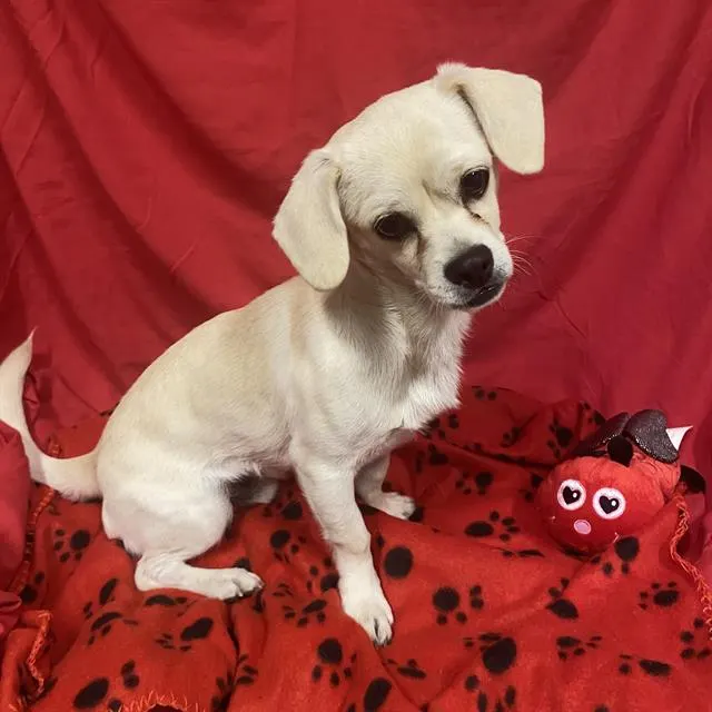 Adoptable Dog