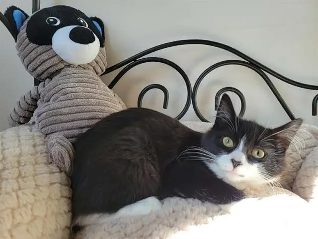 Figaro