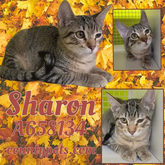 Sharon