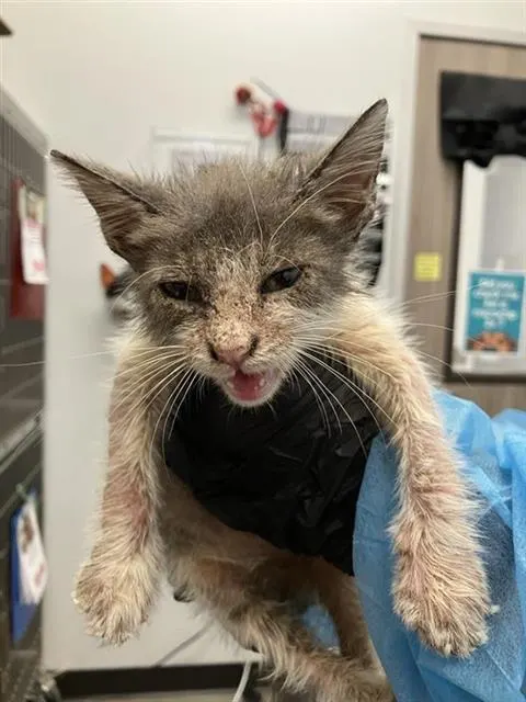 Adoptable Cat