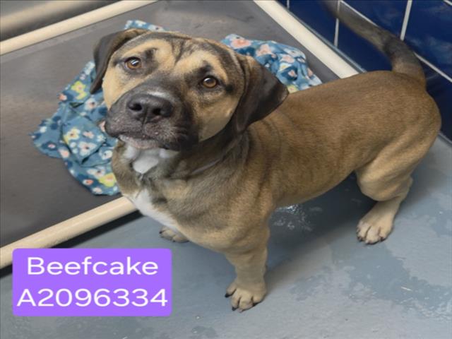 Beefcake