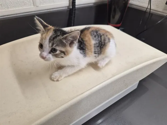 Adoptable Cat