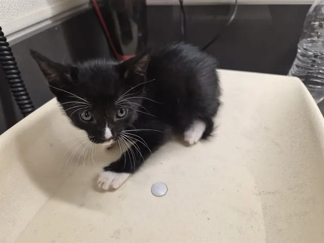 Adoptable Cat