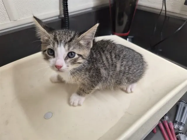 Adoptable Cat