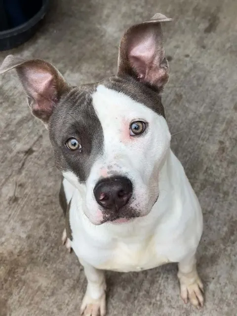 Rex