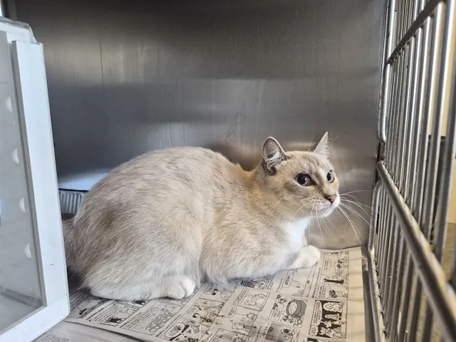 Adoptable Cat