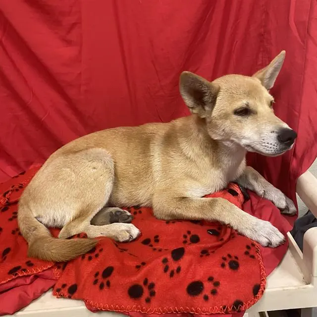 Adoptable Dog