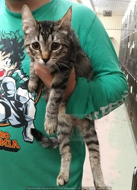 Evie