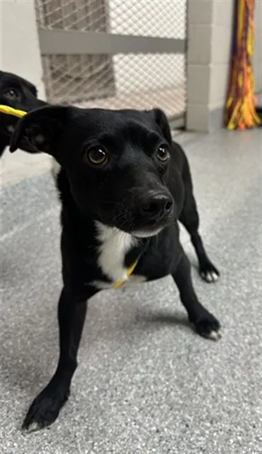 Adoptable Dog