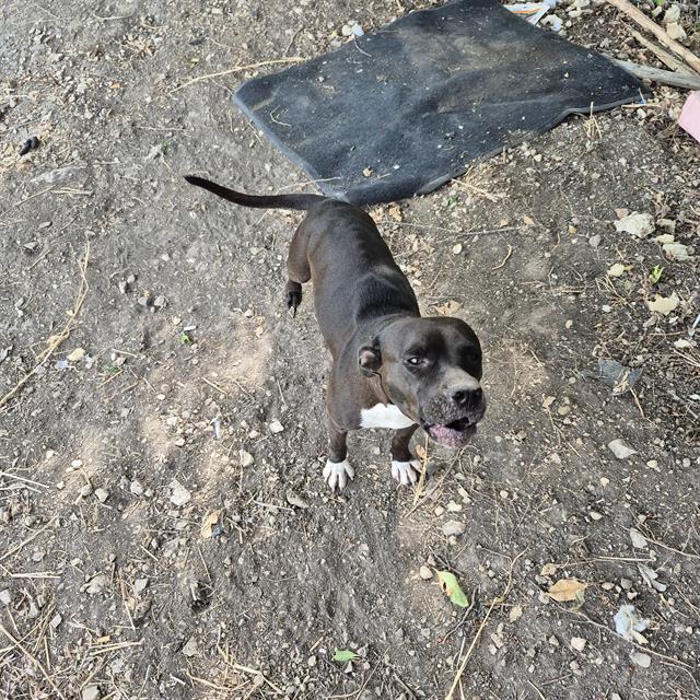 Adoptable Dog