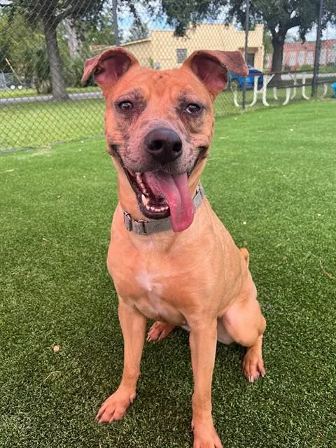 Rosie