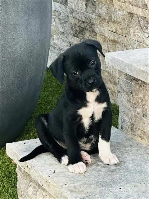 Charlie