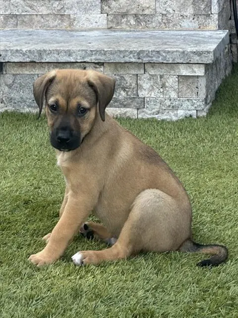 Maverick