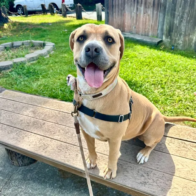 Penny