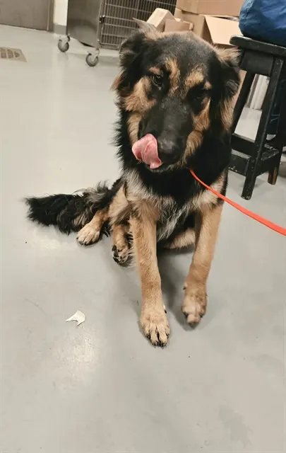 Oso