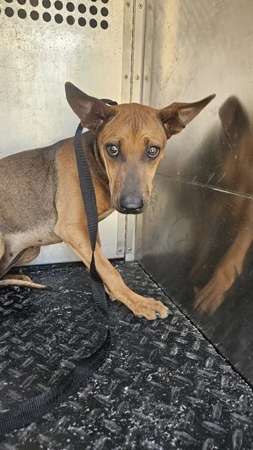 Daphne