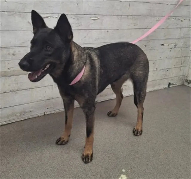 Adoptable Dog