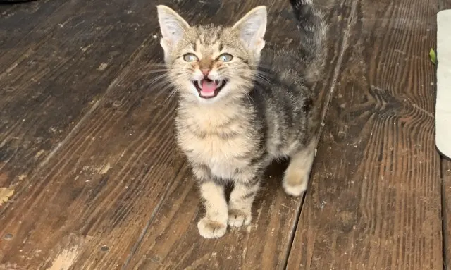 Adoptable Cat