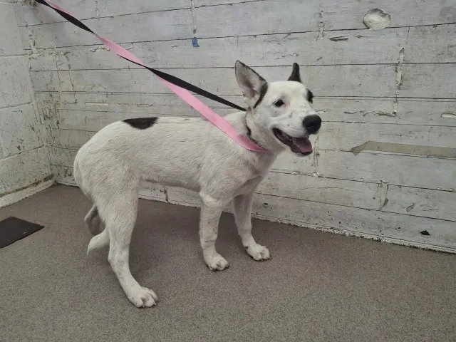 Adoptable Dog