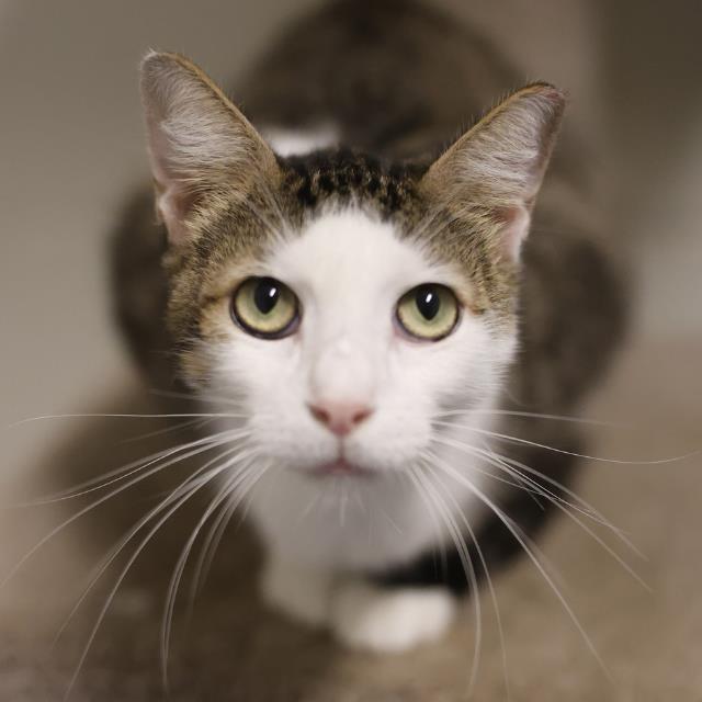Loki