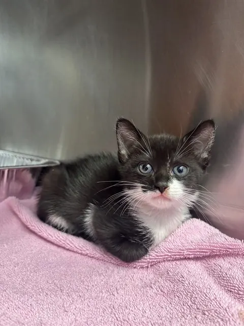 Adoptable Cat