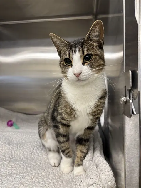 Kiki