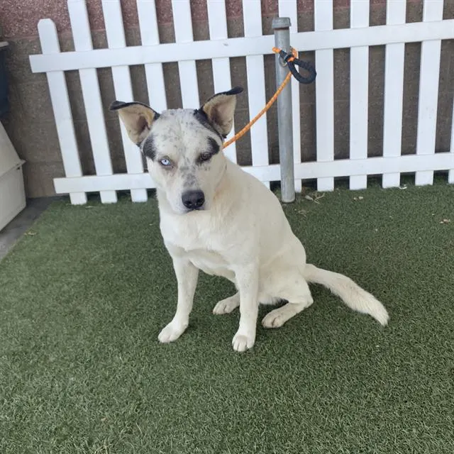 Adoptable Dog