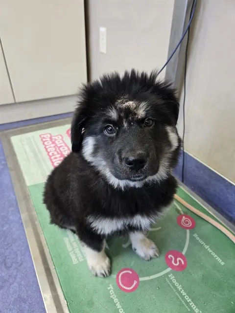 Adoptable Dog