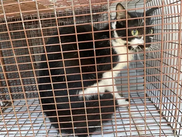Adoptable Cat