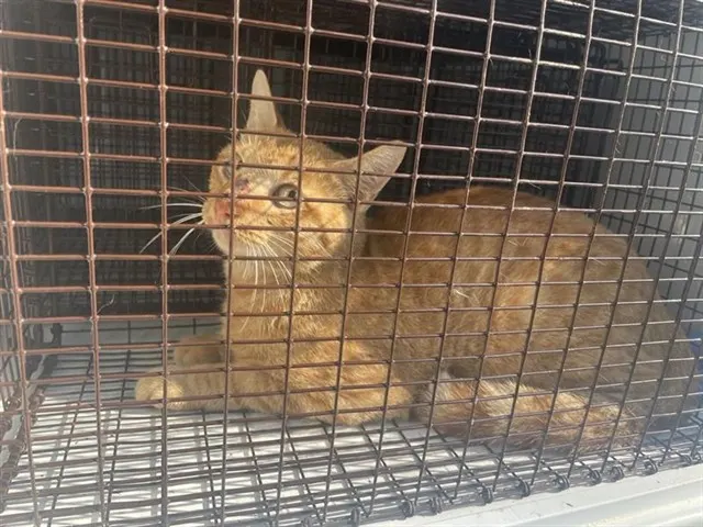 Adoptable Cat