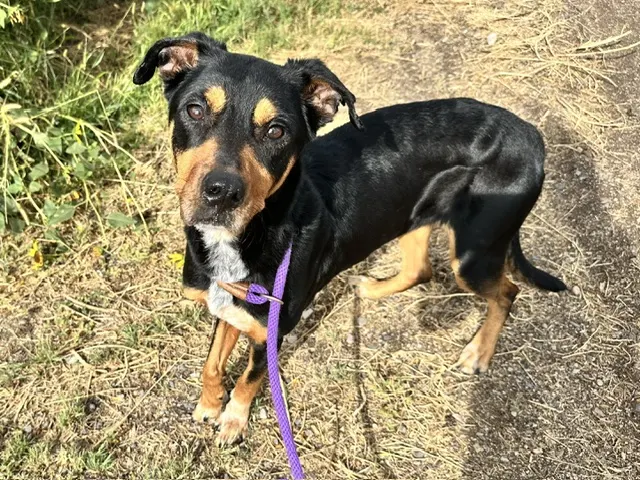 Sylvie