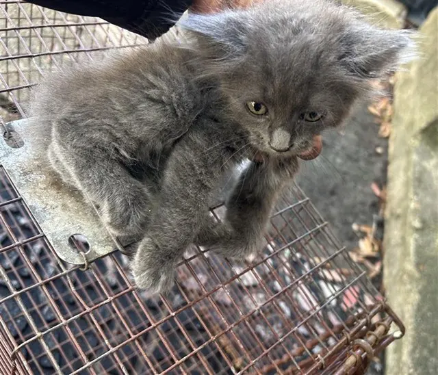 Adoptable Cat