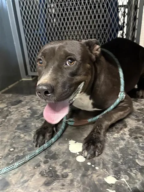 Adoptable Dog