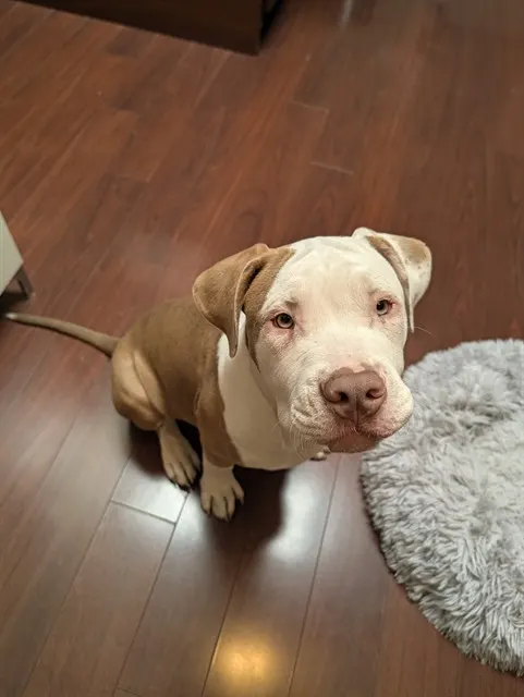 Adoptable Dog