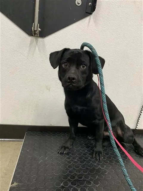 Adoptable Dog