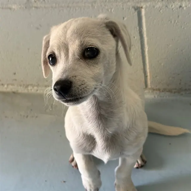 Adoptable Dog