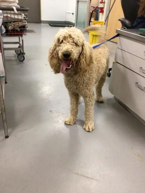 Adoptable Dog