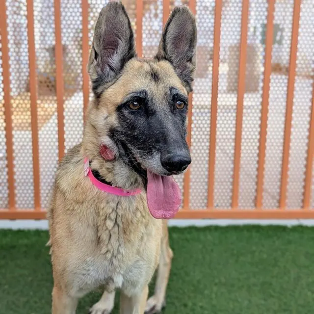 Lulu
