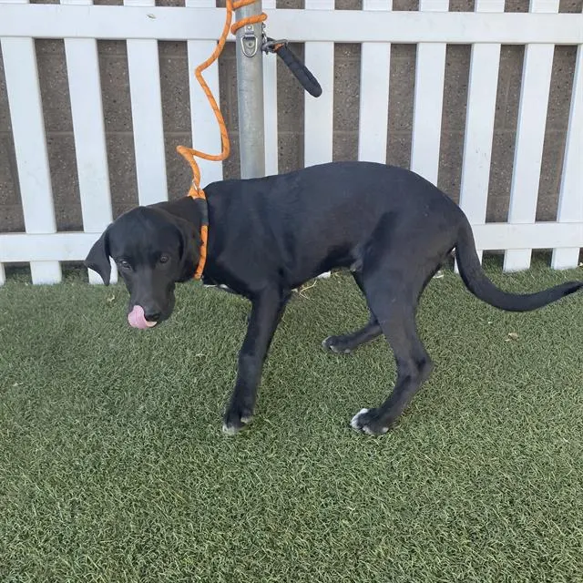 Adoptable Dog