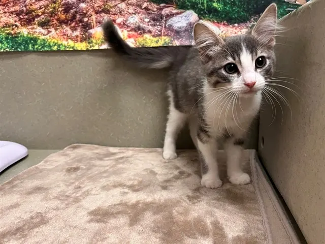 Adoptable Cat
