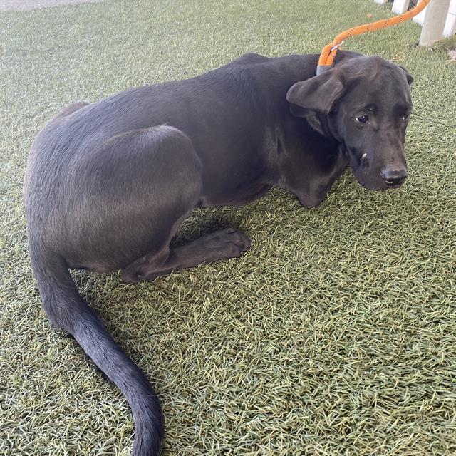Adoptable Dog