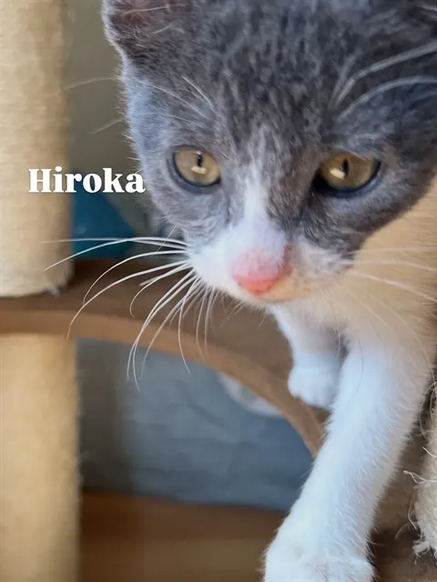 *Hiroka