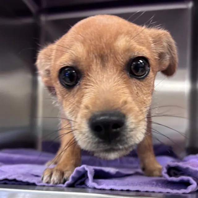 Adoptable Dog