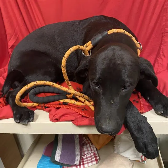Adoptable Dog