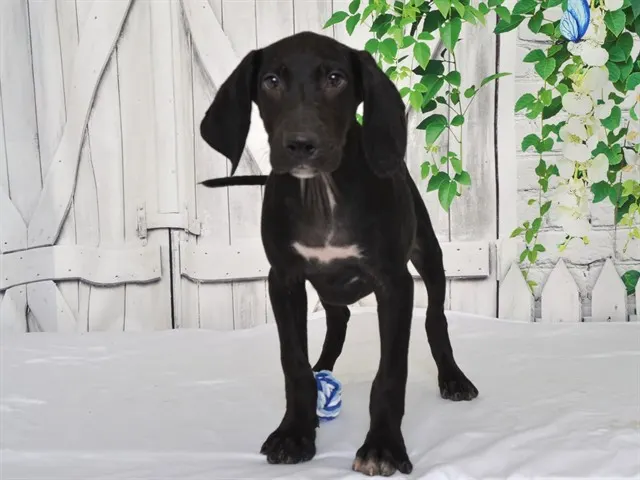 Beau