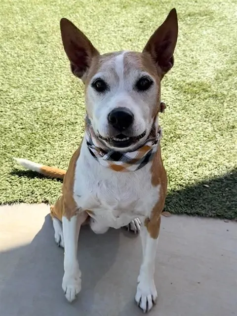 Nova